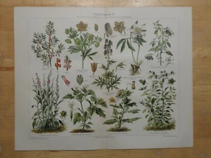Orig.(1907) Chromolithographie Giftpflanzen II. Fingerhut Nieswurz Sturmhut - Bild 1 von 1