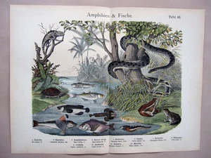 1868 HANSELMANN HC LITHOGRAPHIE Anakonda, Chamäleon, Schildkröte, Fisch, Kröte, Frosch, ... - Bild 1 von 2