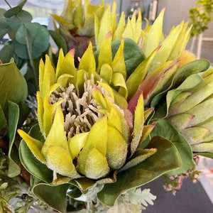 ROGUE KING PROTEA STEM GREEN 22X18X60CM Artifical Flower Real Touch Home Dec - Picture 1 of 8