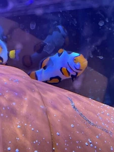 picasso mask clownfish - Picture 1 of 3