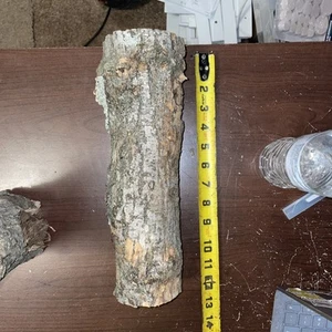 Kiln dried White Oak Wood Log Chunk Pen Blank Carving Crafts Live Edge 12”x 3”+ - Picture 1 of 3