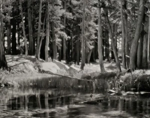 1921/72 Vintage ANSEL ADAMS Yosemite Pine Forest River Landscape Photo Art 11X14 - Picture 1 of 1