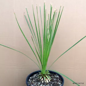 A903 DASYLIRION SERRATIFOLIUM Maceta 25 cm H 4,5 cm W 4 cm MaMa Cactus - Imagen 1 de 4
