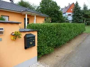 100 x Liguster ovalifolium 50-80cm Heckenpflanzen % Super Sale % Wurzelware - Bild 1 von 1