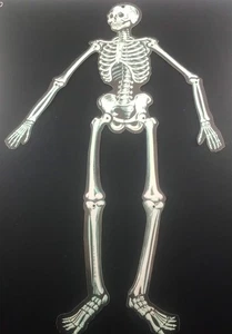 Vintage Halloween Stanzform 21" Gelenkskelett Dekoration von Beistle - Bild 1 von 11