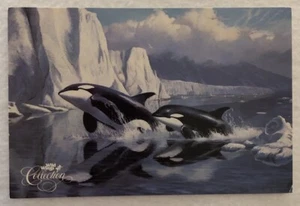 Glacier's Edge-Orcas Postcard (D1) - Picture 1 of 2