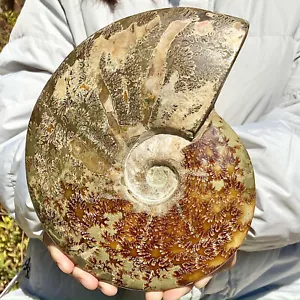 Conchiglia di lumaca di mare naturale 4,29 libbre decorazione spiaggia regalo - Foto 1 di 12