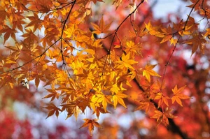 Acero dipinto, Acer truncatum mono (Acer pictum), semi albero (colore autunnale vistoso) - Foto 1 di 12