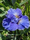 Iris sibirica x  'Berlin Welle' Siberian Iris X 20 SEEDS 