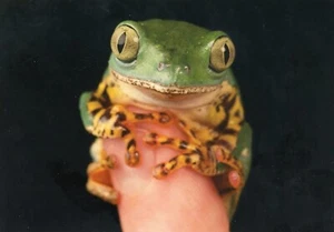 Rana arbórea a rayas de tigre (Phyllomedusa tomopterna), 2024--NUEVA POSTAL - Imagen 1 de 2