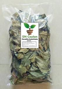Dawata Carallia brachiata Süßwasser Mangrove Carallia getrocknete Blätter 250g-750g - Bild 1 von 9