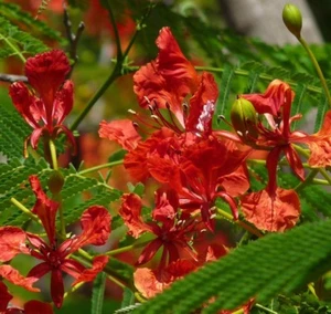 ☺5 graines de Caesalpinia Pulcherrima rouge fierté de la Barbade - Foto 1 di 2