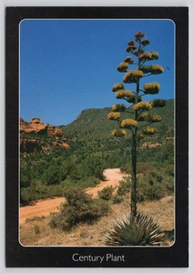Postcard Century Plant Arizona Desert - Agave chrysantha - Dick Dietrich - Picture 1 of 2