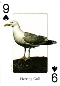 Herring Gull Gulf Coast Birds - Bild 1 von 4