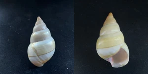 #0038 Liguus Fasciatus Roseatus, Pilsbry, Key Largo, 49.4mm land snail shell - Picture 1 of 2