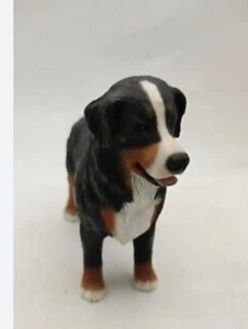Schöner Berner Sennenhund von Nordlicht - Bild 1 von 2