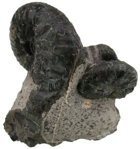 Trias Gymnotoceras & Fechites Ceratitischer Altammonit Tobin Range 59-7 - Picture 1 of 4