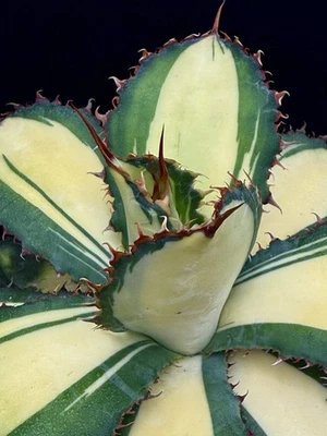 Agave bovicornuta ‘Holstein’ NICE!/variegated/specimen/copiapoa/ariocarpus/E - Image 1 of 4