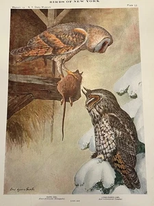 Birds of NY Barn & Long Eared Owl Plate Print Louis Agassiz Fuertes Art Antique - Picture 1 of 2
