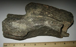 6.5" NATURAL ROUGH COLORADO RIVER PETRIFIED IRON WOOD FOSSIL STONE 852grams *19 - Picture 1 of 2