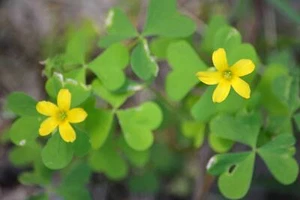 WILD & CLEAN!Oxalis Stricta Yellow Wood Sorrel 2024 Seeds~Lemon Clover*Sourgrass - Picture 1 of 5