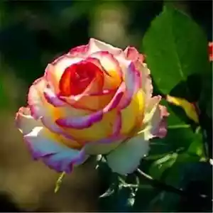 20 EXOTIC RARE ROSE SEEDS home garden flower plant bush diy sun Rosas hybrid tea - Picture 1 of 36