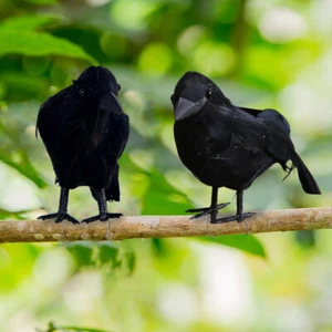 1/2x Halloween Crow Prop Large Realistic Raven Feathered Spooky Party Home Decor - Picture 1 of 15