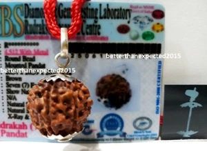 Laboratorio 7 Mukhi Rudraksha/Siete Caras Rudraksh Nepal Cuentas Plata Esterlina 925 - Imagen 1 de 3