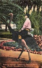 South Pasadena California c1910 Postcard Riding Sandy Cawston Ostrich Farm