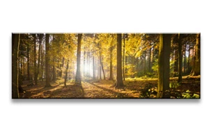 Bilder Leinwand 120 x 40 Wald Bäume auf Rahmen Wandbild Visario Bild 5722 - Bild 1 von 1