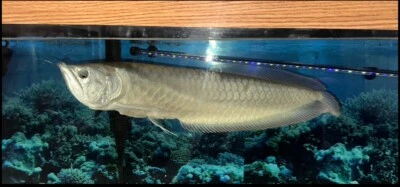 Silver Arowana 22” -24” Live Tropical Fish - Image 1 of 4