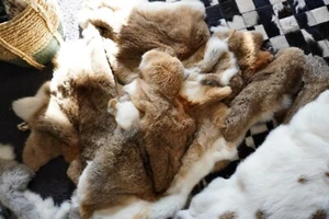 Rabbit Pelts. - Natural Brown , Natural Grey and White Based Rex - Super Soft - Foto 1 di 11