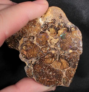 109 gram Koroit Boulder Opal, Queensland, Australia - 6.7 cm across end slice! - Picture 1 of 6