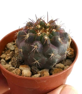 Copiapoa goldii A78T -  - Copiapoa di Gold | Cactus di Gold - Imagen 1 de 3