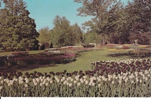 Kingwood Center Garden Mansfield, Ohio  Spring Tulips - Picture 1 of 2