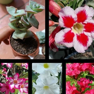 4 Adenium Rosa Del Desierto Y Una Suculenta De Regalo - Picture 1 of 2