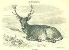 1873 Cassell's Illustrated Almanack RED DEER, Vintage Art Print SV4.