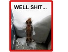 Funny Dachshund Dog In Snow Refrigerator / Tool Box  Magnet