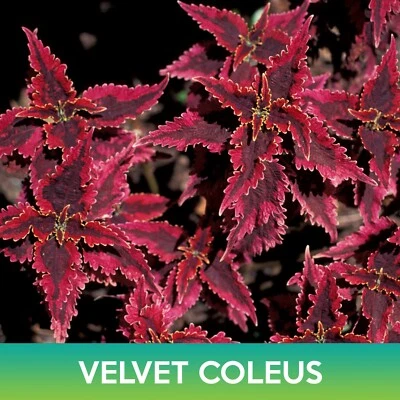Velvet Coleus种子 — 第 1/2 张图片