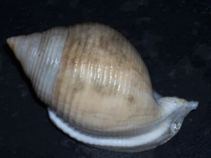 GALEODEA RUGOSA EXTRA ZWERG UND SCHWIELE, BLASS - Bild 1 von 2