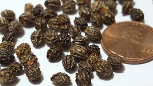 100 pc Papaya seeds Dwarf tropical fruit tree seeds - Picture 1 of 4