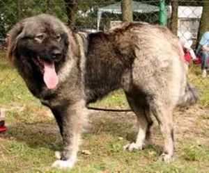 Nueva cesta de alambre de metal fuerte bozal para perro caucásico Berghund otros perros 6 y 7 - Imagen 1 de 8