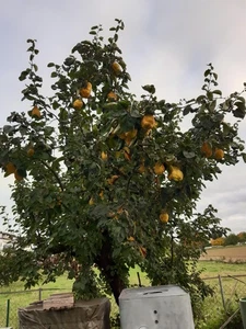 Schön große Gelbe Bio Quitten vom eigenen Garten frisch geerntet - Bild 1 von 3