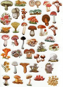 40x Pegatina de hongos Calcomanía Calcomanía Calendario Calendario Calendario Calendario Tarjeta Decoración Impermeable - Imagen 1 de 10