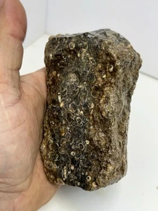 1 Pfund 13 Unzen Turritella Achat Fossil Lapidar grob für Kabbing - Bild 1 von 13