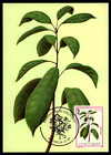 S.TOME MK FLORA MEDICINAL PLANTS MEDICINE PLANTS MAXIMUM CARD MC CM m865