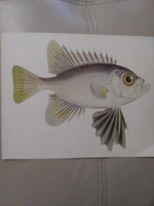 HAND-COLORED FISH ENGRAVINGS Print 9x7" on Paper - Imagen 1 de 6