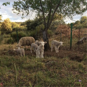 Josephine Foster No Harm Done (Vinyl) 12" Album