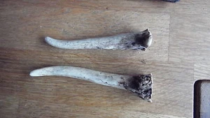 2 Messergriff Griffbauer Griff Messer Hirschhorn Dammhirsch - Bild 1 von 2