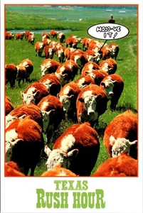 Vintage Postcard- Texas Rush Hour, Cows Humor, Unposted - Picture 1 of 2